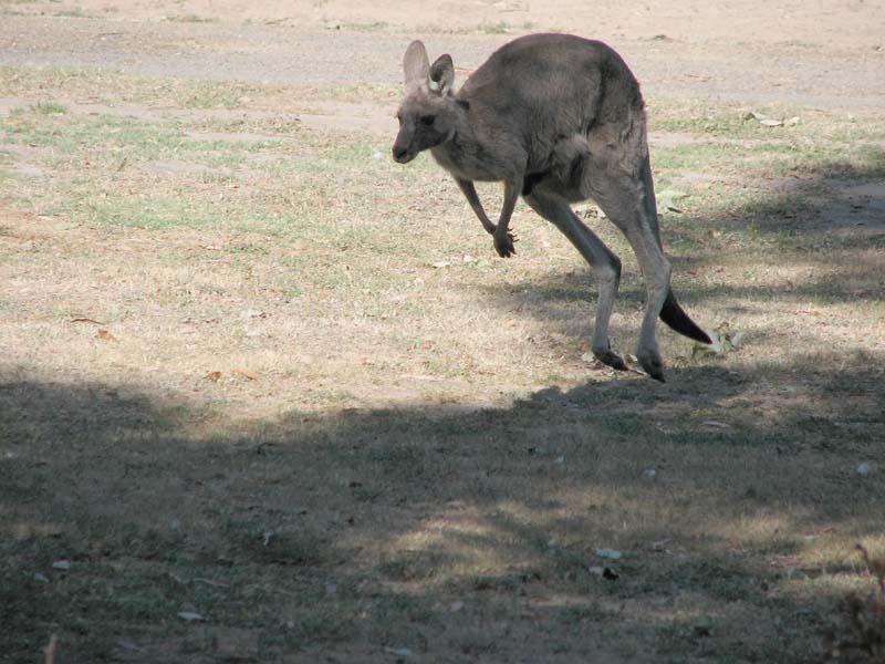 Kangaroo Bounding
